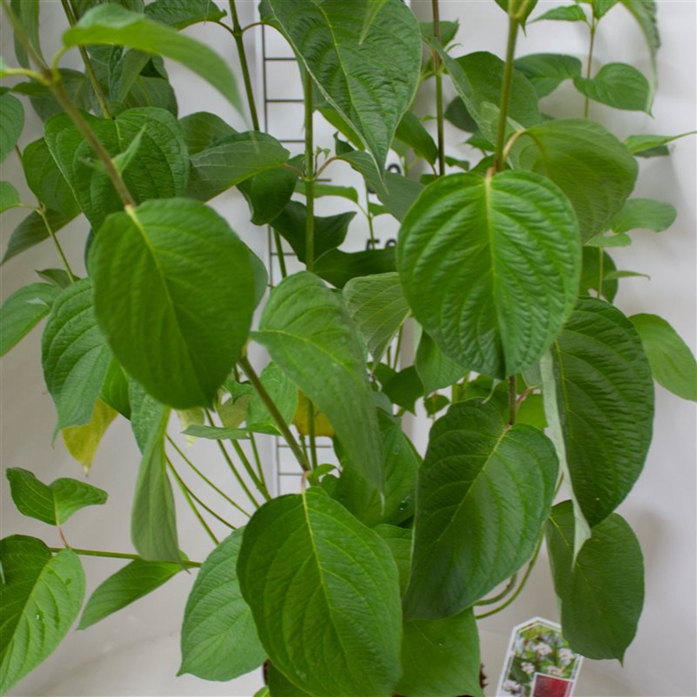 Cornus alba 'Sibirica' - C10 60-80 CM